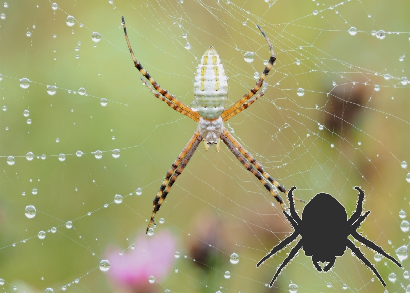 ゆり　内容の確認をお願いします。　1/f Spider ID My Spider | The Arboretum